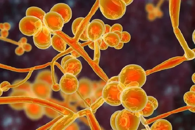 Các nhà khoa học lần đầu tiên đã tìm thấy nấm Candida Auris ở một đảo nhiệt đới thuộc Ấn Độ Dương.