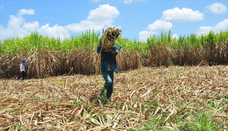 Nông dân vác mía từ ruộng vào ở Trà Vinh  ẢNH: HÒA HỘI