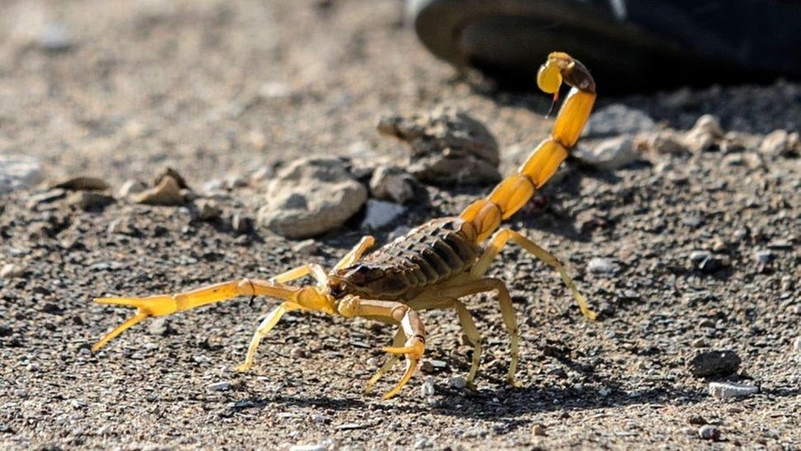 Bị bọ cạp đốt có thể tử vong