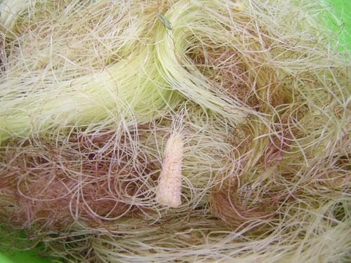 Râu ngô - vị thuốc rẻ tiền nhiều công dụng