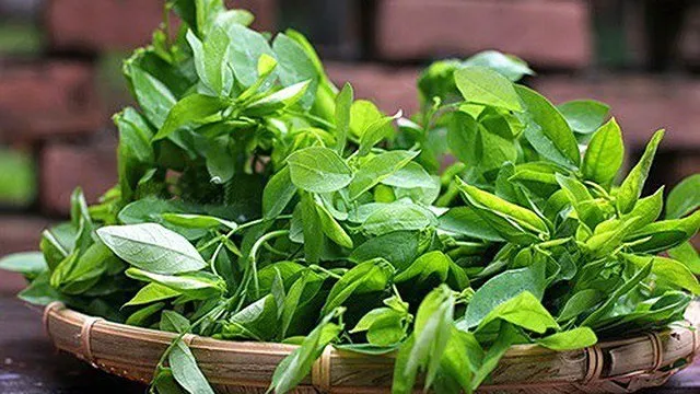 Giá trị dinh dưỡng của cây ngót