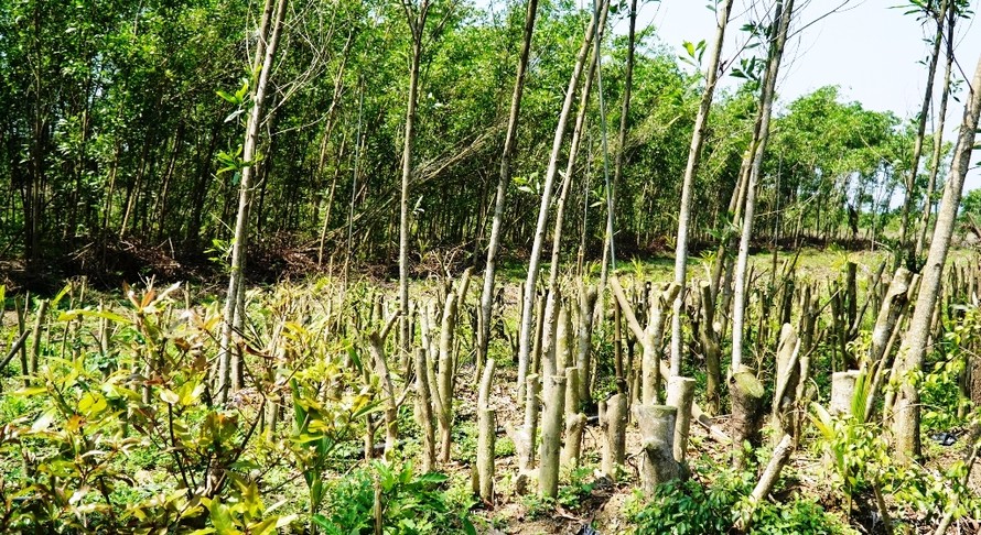 Cây cối trồng mới dày dặc chen giữa những gốc keo tràm còn sót lại sau bão để chờ... đền bù.