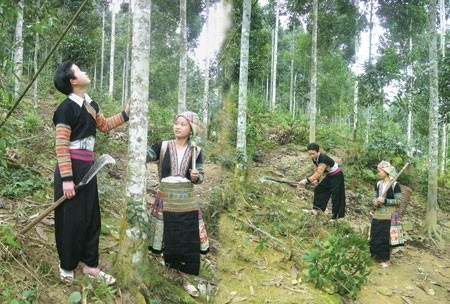  Mô hình trồng cây Quế tại tỉnh Yên Bái (ảnh: Báo Yên Bái)