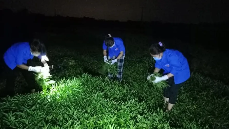 Thanh niên tình nguyện chong đèn hái rau cho bà con nông dân Phúc Thọ trong đêm.
