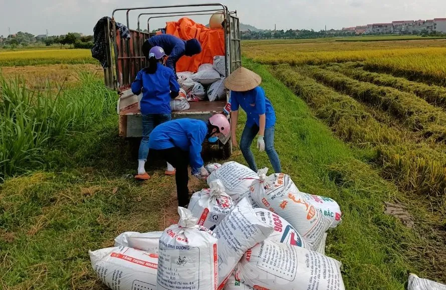 Thanh niên tình nguyện tỉnh Bắc Giang đội nắng chở thóc về cho người dân bị cách ly