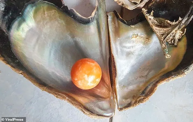 Được 'bụt' báo mộng, ngư dân tìm thấy viên ngọc trai màu cam giá gần 8 tỉ