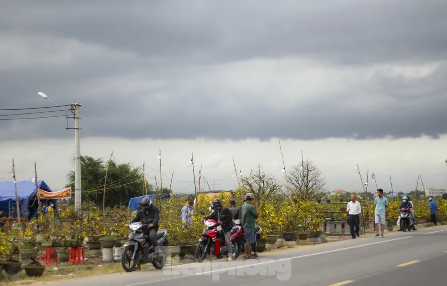 Thủ phủ mai vàng miền Trung đạt doanh thu gần 80 tỷ đồng trong vụ Tết. Ảnh: Trương Định