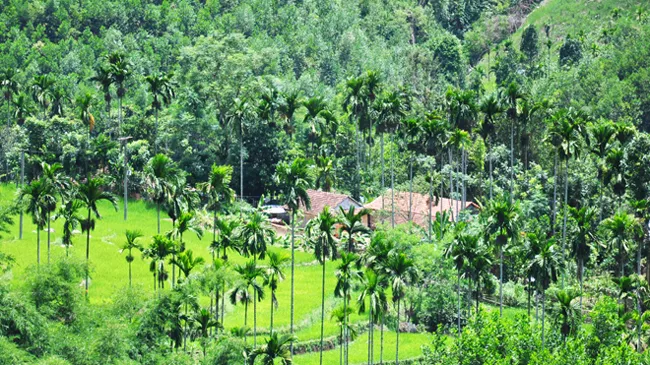 Sau nhiều năm rớt giá, rừng cau bạt ngàn ở huyện Sơn Tây gần đây chứng kiến thương lái từ khắp nơi đổ về thu mua trái non với giá cao chưa từng có. 