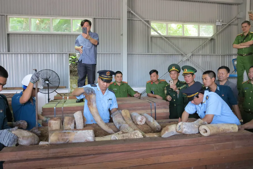 Số lượng hàng nghi ngà voi vừa bị phát hiện, được ngụy trang tinh vi