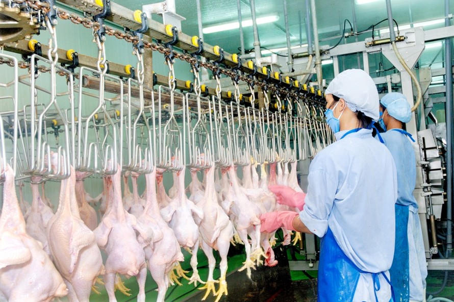 Do tiềm năng xuất khẩu vào thị trường Nhật Bản rất lớn nên một số công ty đã có kế hoạch xây dựng thêm nhà máy giết mổ, chế biến gia cầm với quy mô và công suất lớn hơn để xuất vào thị trường này.