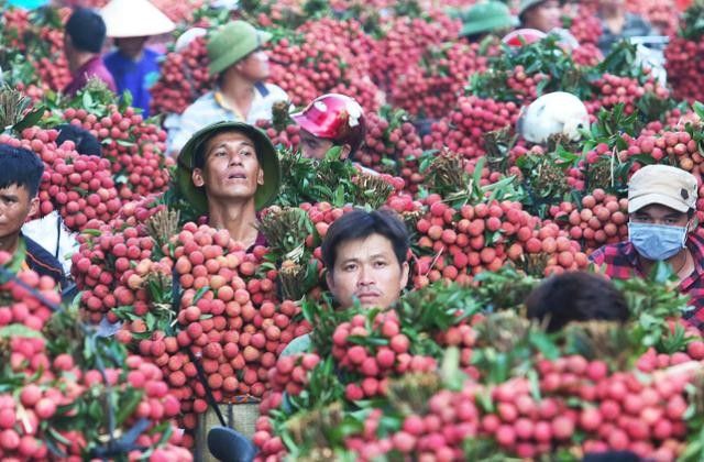 Bắc Giang sẵn sàng các phương án tiêu thụ vải thiều