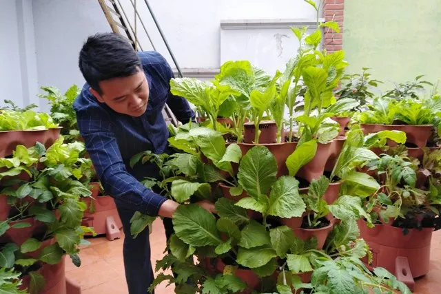 Hồ Đức Cảnh bên tháp rau đã đến lúc thu hoạch