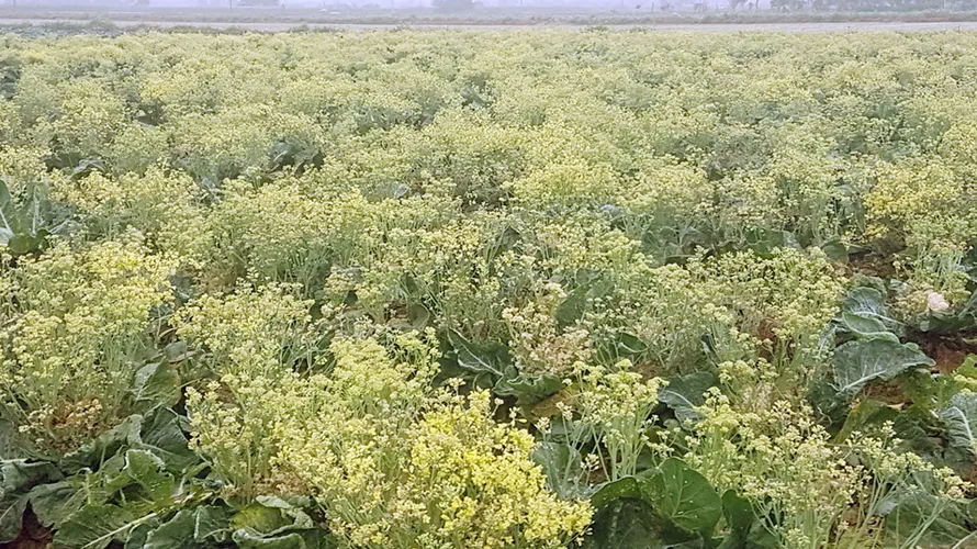Xót xa cảnh súp lơ ở Hải Dương nở hoa vàng cả cánh đồng