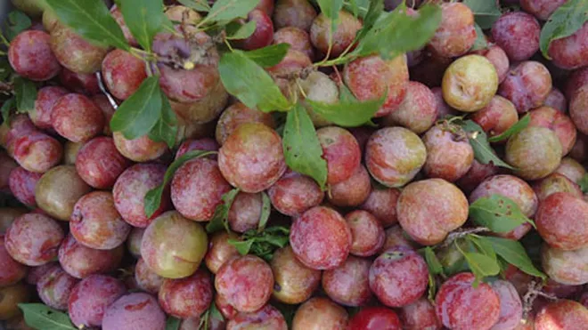 Quả mận vị chua ngọt, tính bình có tác dụng chữa bệnh.