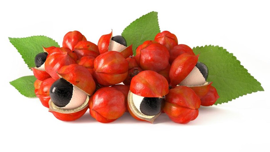 Hạt Guarana và công dụng giúp tỉnh táo, tăng cường năng lượng