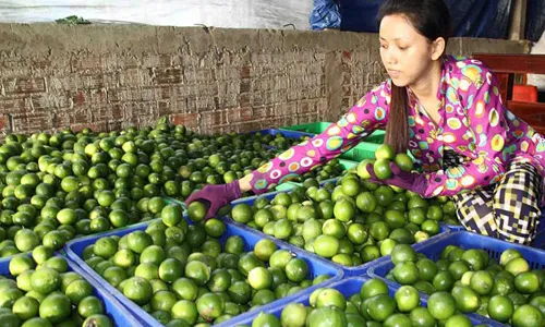 Điểm thu mua chanh không hạt của HTX Nông nghiệp Thạnh Phước.