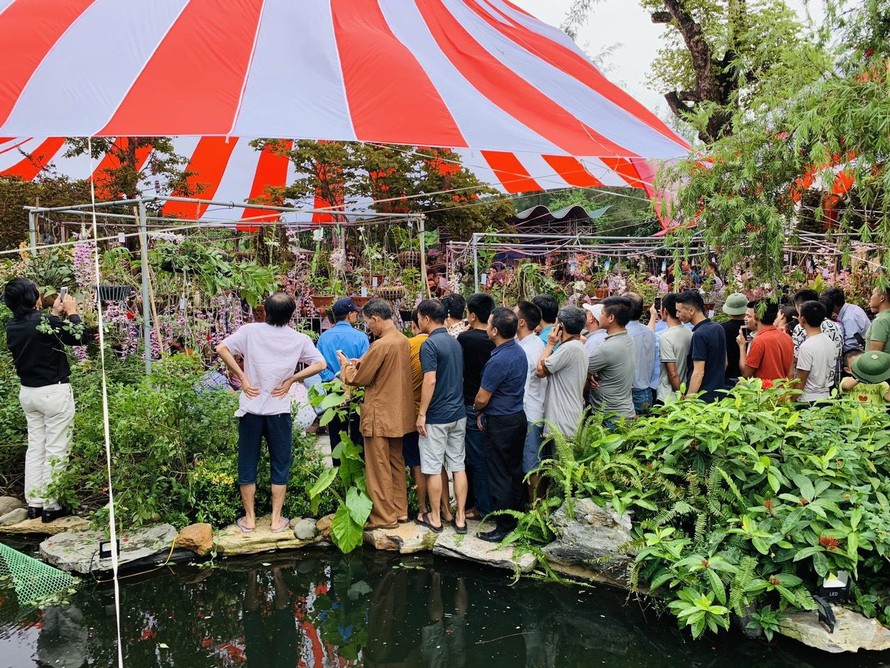 Ngày hội hoa lan Thái Bình quy tụ nhiều loài lan đẹp, hiếm. Ảnh: Hoàng Long