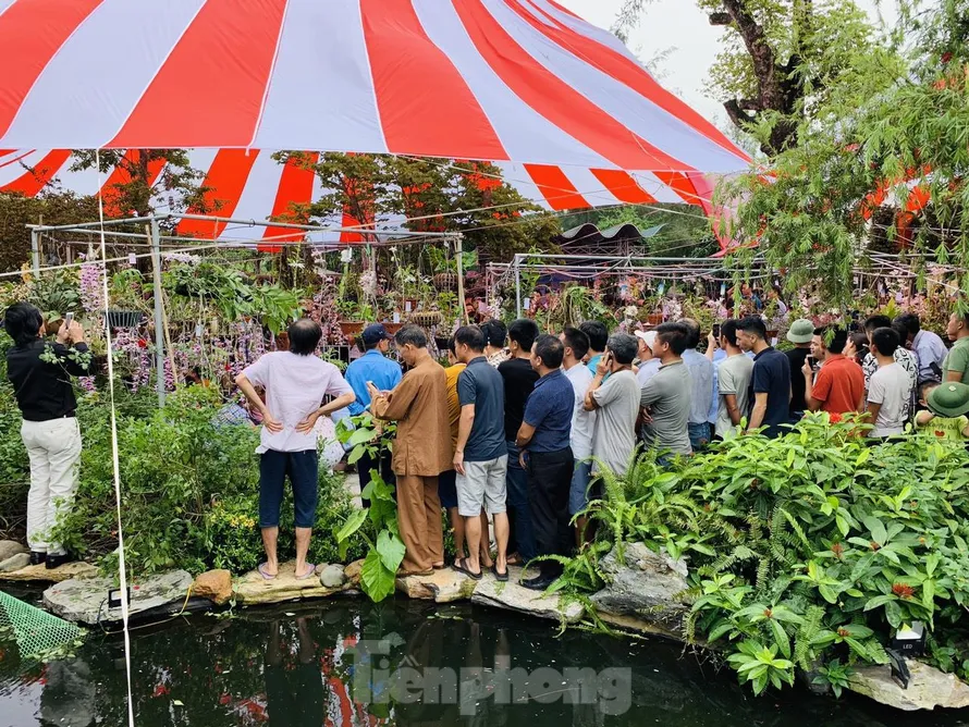 Ngày hội hoa lan Thái Bình quy tụ nhiều loài lan đẹp, hiếm. Ảnh: Hoàng Long