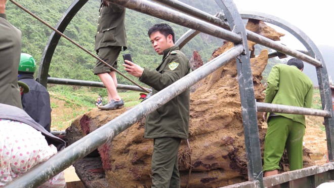 Việc ăn chia giữa người được gốc sưa “khủng” với Nhà nước đang là đề tài nóng trong dư luận