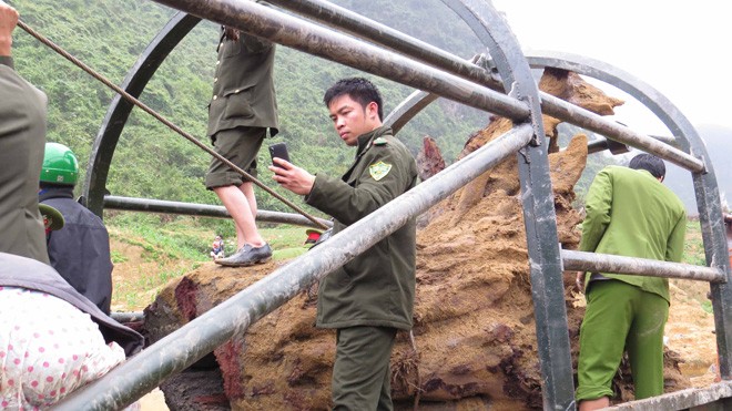 Hộ tống gỗ sưa về huyện