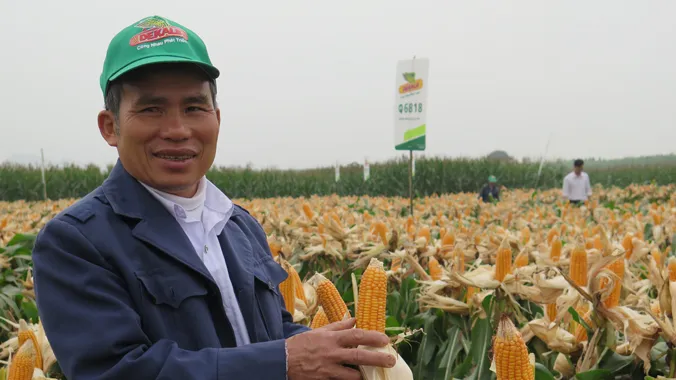 Nhiều nông dân vẫn thờ ơ với cây ngô vì mang lại hiệu quả thấp