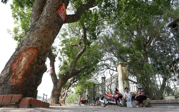 Một cây xà cừ bị cạo, đẽo vỏ.