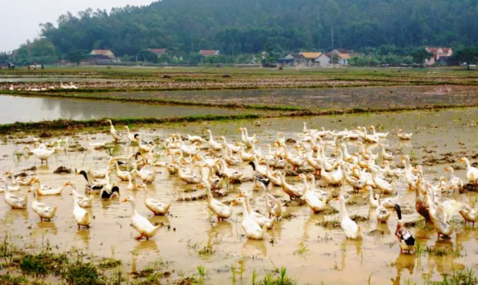 Hiện tại ở Nghệ An xuất hiện 3 điểm có gia cầm dương tính với H5N1.