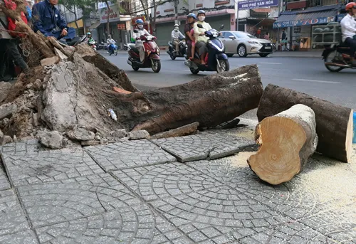 Gốc me khá lớn. Ảnh: Sơn Hòa.