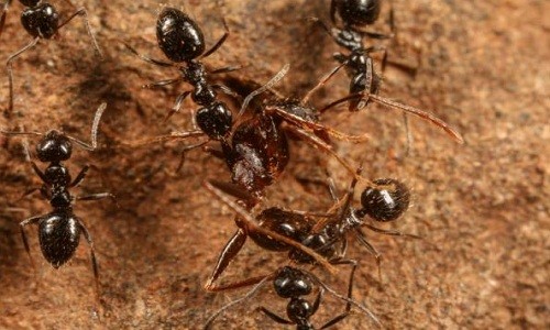 Kiến Lepisiota canescens có thể xây tổ dài 39 km. Ảnh: D. Magdalena Sorger.