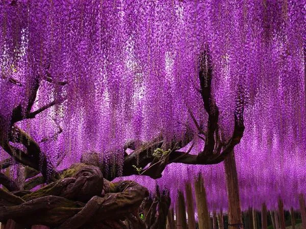 Mùa Xuân là dịp để chúng ta chu du khắp thế giới... ngắm cây