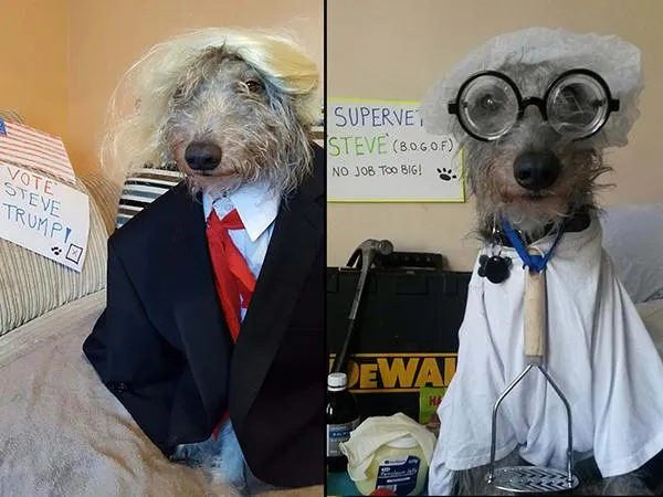 "Phát hờn" về khả năng cosplay thần thánh của chú chó siêu đáng yêu