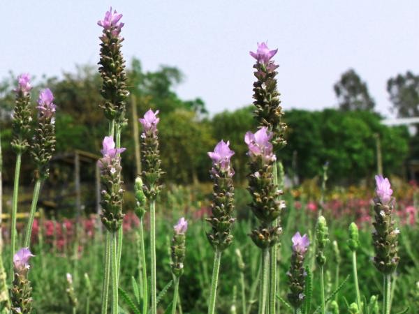 Chiêm ngưỡng cánh đồng hoa lavender đẹp mê hồn giữa lòng Hà Nội