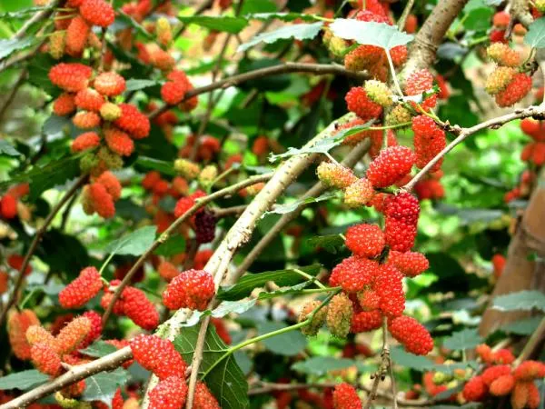 Những mốc thời gian hạnh phúc: Ký ức dâu tằm