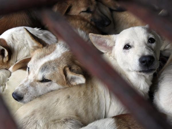 Đài Loan chính thức cấm kinh doanh và tiêu thụ thịt chó mèo