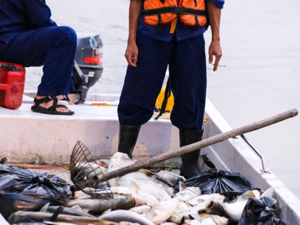 Hà Nội: Tròn một năm sau sự cố, cá lại chết trắng mặt hồ Hoàng Cầu