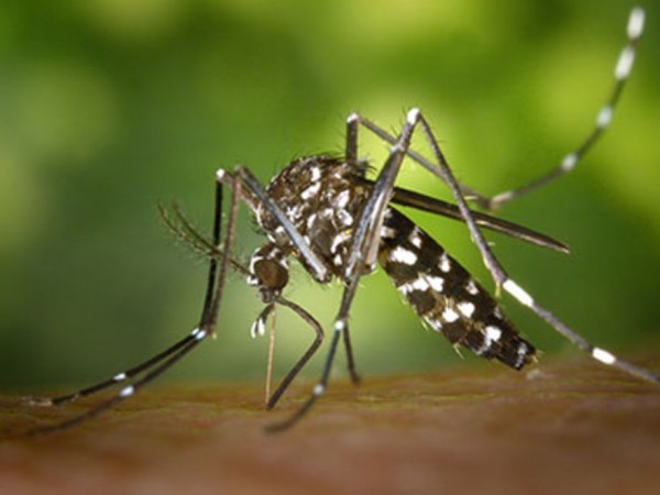 Dịch sốt xuất huyết: Cần làm gì giữa vòng vây của "binh đoàn" muỗi?