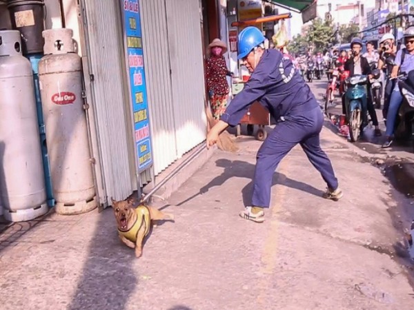 TP.HCM: Tranh cãi gay gắt xung quanh quy định bắt chó thả rông và tiêu hủy sau 72 giờ