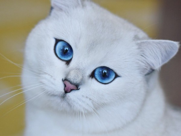 Mê đắm với loạt ảnh của chàng mèo Coby - "hot Instagram" với triệu người theo dõi