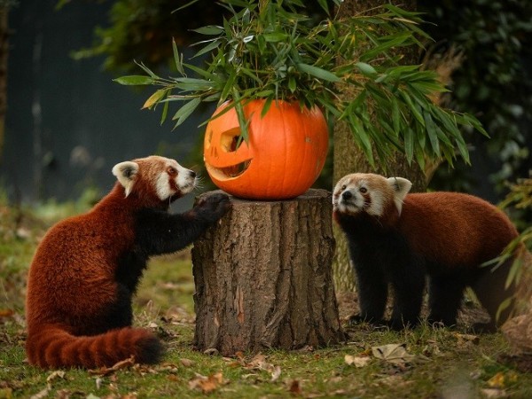 Chùm ảnh: Khi các "chúa tể sơn lâm" đón Halloween trong sở thú
