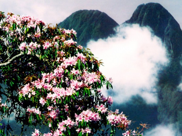 Tháng 3 leo núi Fansipan ngắm hoa Đỗ Quyên cổ thụ khoe sắc thắm
