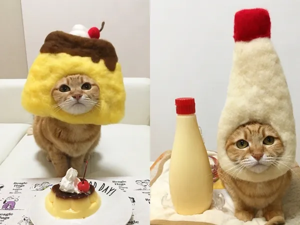 Bạn đã bao giờ nghĩ đến chuyện "cosplay" cho mèo cưng của mình chưa?