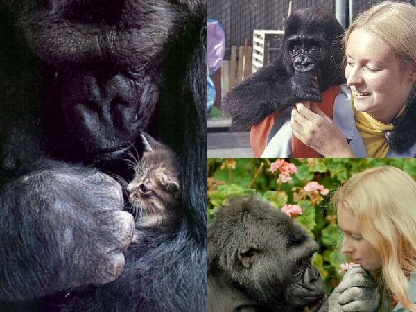 Chúng ta đã mất Koko - Con khỉ đột thông minh nhất trên thế giới