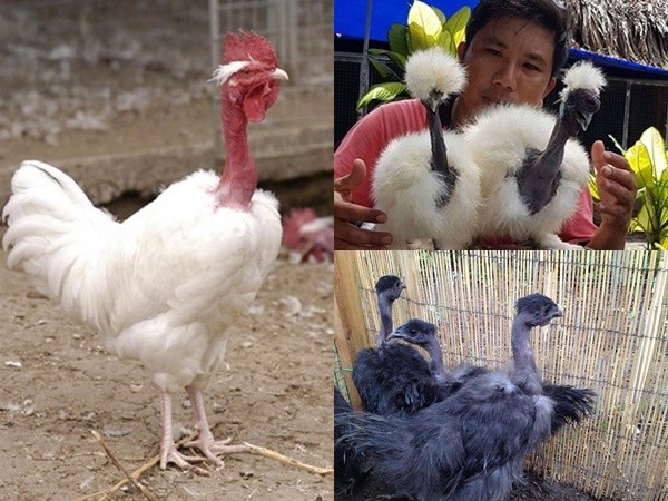 Loài gà có cổ như rắn “hớp hồn” giới nhà giàu Việt Nam