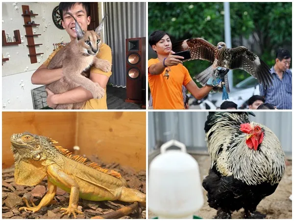 Lâm Đồng: Cậu bạn 15 tuổi săn "quái thú" về làm... thú cưng trong nhà