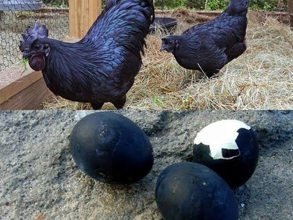 Trứng gà đen như cục than giá 1 triệu đồng/ quả