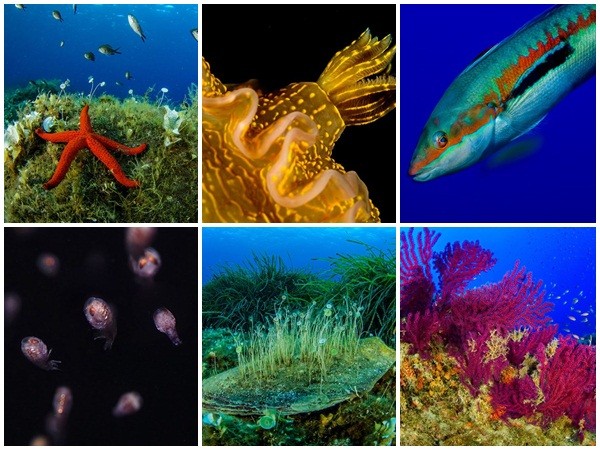 Những bức ảnh tuyệt đẹp về cuộc sống dưới đáy đại dương