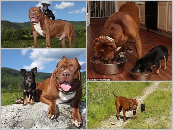 Tình bạn thân thiết giữa chó pitbull khổng lồ và chó chihuahua bé xíu
