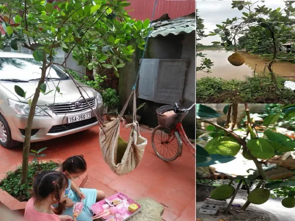 Chết cười với cây mít nhỏ tí xíu đã “sinh con”, gia chủ cuống cuồng làm “nôi” đỡ quả