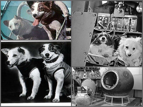Bạn biết gì về những chú chó đầu tiên chinh phục không gian?
