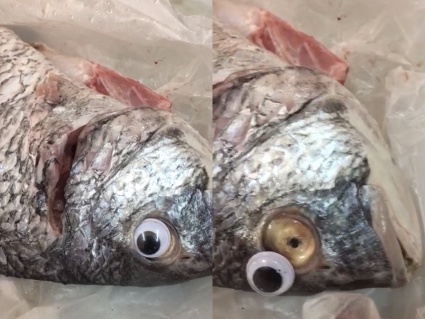 "Đỉnh cao" lừa đảo: Cửa hàng dán mắt giả vào cá làm khách hàng lầm tưởng là cá tươi